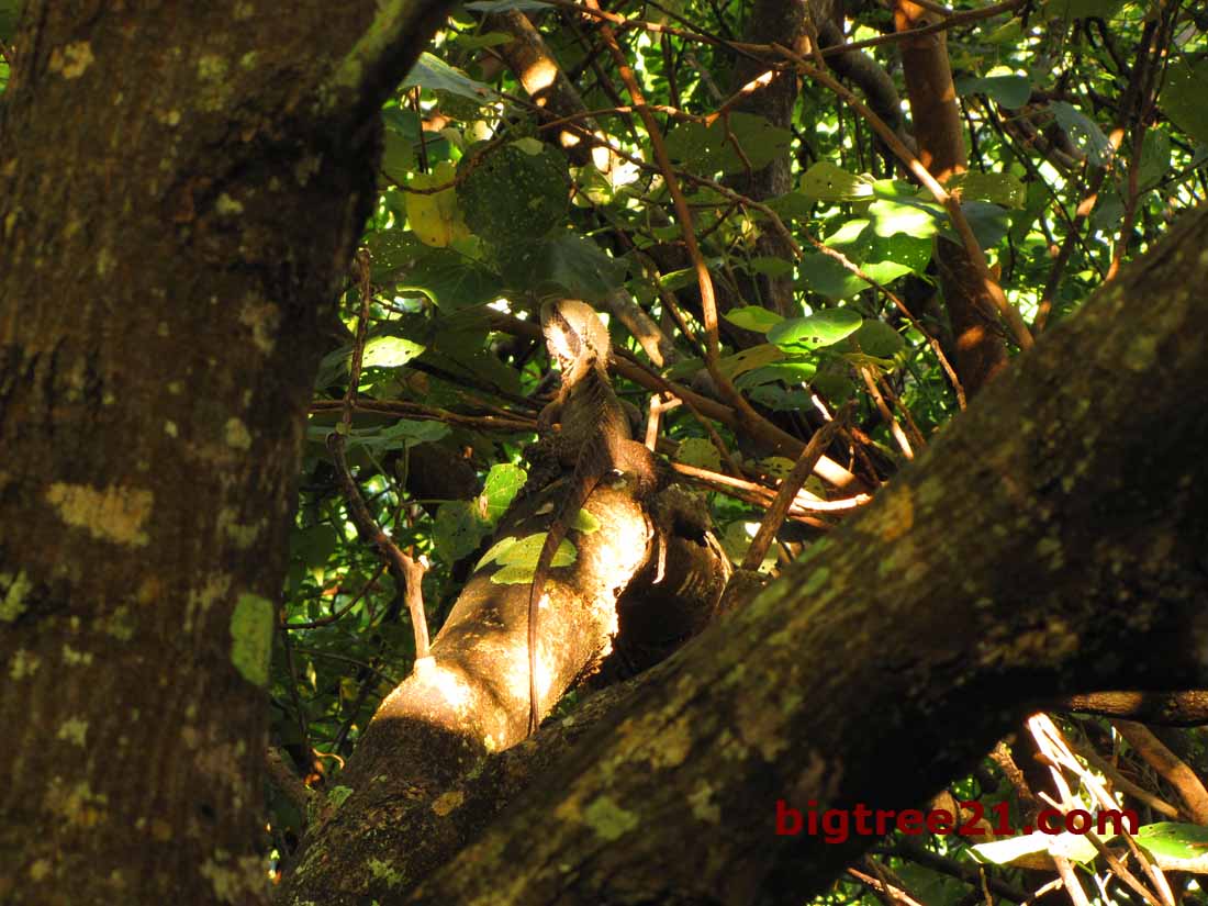 Brian in the Big Tree